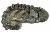 Long, Curled Morocops Trilobite - Morocco #323525-2